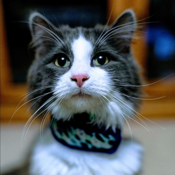 Meet your Posher, Mya - Picture 3 of 5